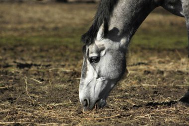 Topraktan saman yiyen gri ata yaklaş..