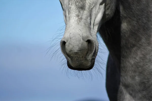 Grey spanish horse\'s nose. Close up of an animal body part.