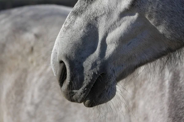 Zbliżenie Szarego Andaluzyjskiego Końskiego Nosa Części Ciała Zwierzęcia — Zdjęcie stockowe