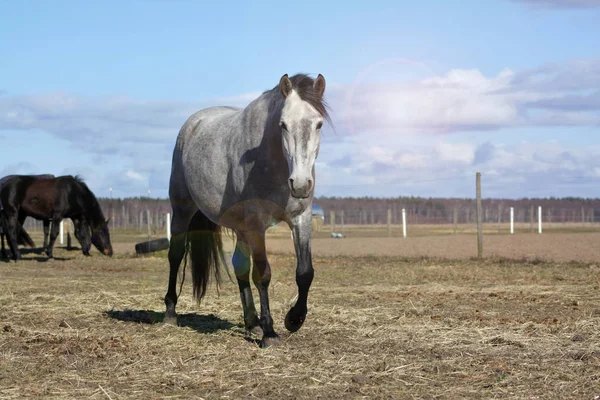 Grey Andalusian Horse Walking Pasture Herd — 图库照片