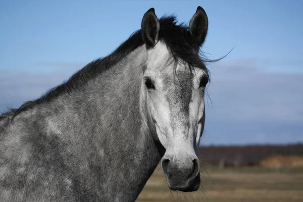 面白いとかわいい灰色のアナルシアの馬の肖像画 — ストック写真