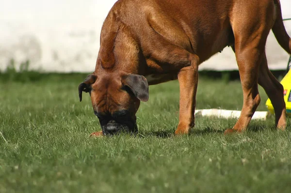 Kahverengi boksör köpeği yeri kokluyor..