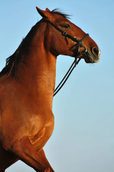 Portrait Chestnut Stallion Rearing Bridle — Stock Photo, Image