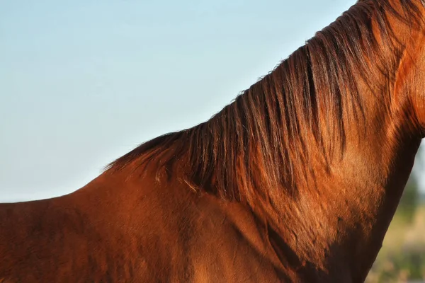 夜の光の中で栗の馬の首 動物の体の一部 — ストック写真