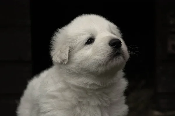 Weißer Schweizer Schäferhund Pyppy Porträt Auf Schwarzem Hintergrund — Stockfoto