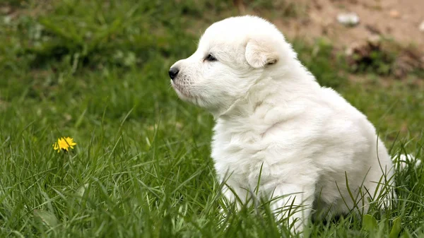白いスイスの羊飼い子犬座っている草の上にタンポポ — ストック写真