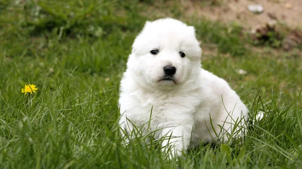 White swiss shepherd puppy sitting on grass with dandelions.