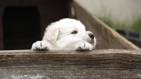 White Swiss Shepherd Puppy Peeking Out Wooden Fence — Stock Photo, Image