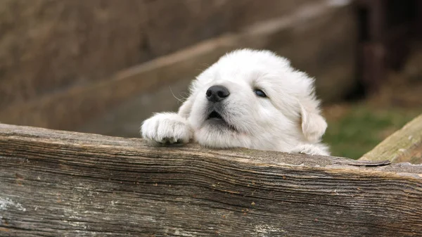 白いスイスの羊飼いの子犬は 木製の柵から目を覚ます — ストック写真