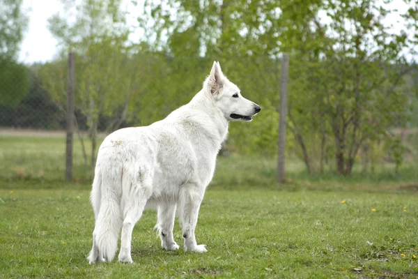 Beyaz İsviçreli otların üzerinde çoban.