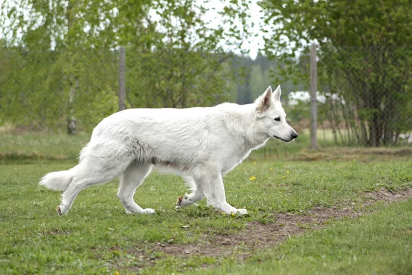 White Swiss Shepherd Running Grass — Stock Photo, Image