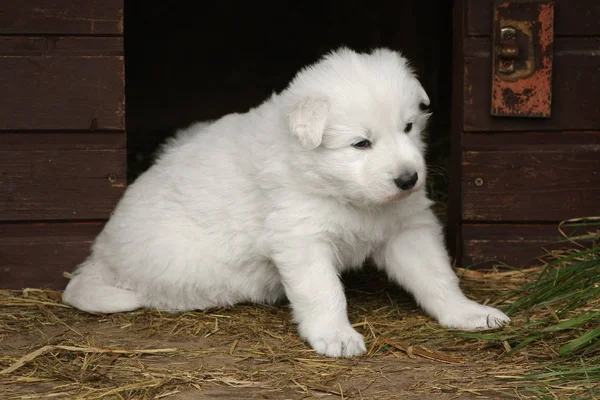 White Swiss Shepherd Puppy Sitting Dog House — Stock Photo, Image