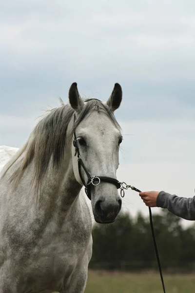 Kvinnan Leder Vit Spansk Häst Kavessonbetel Närbild — Stockfoto