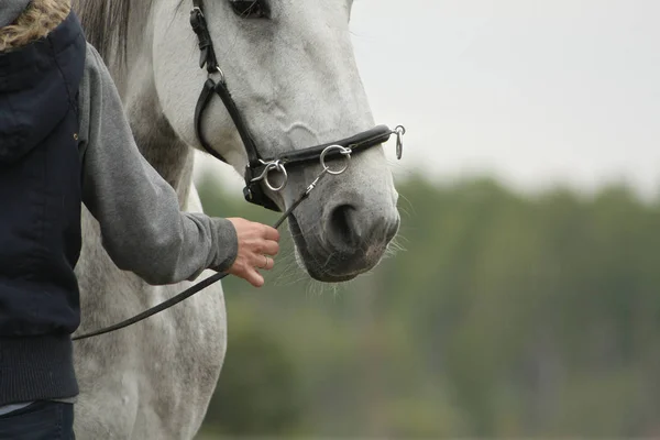 Mulher Leva Cavalo Espanhol Branco Cavesson Freio Fechar — Fotografia de Stock