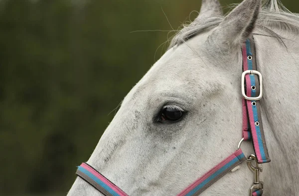 白いアンダルシアの馬の頭を閉じます 動物体部 — ストック写真