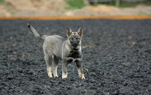 Lindo Cachorro Pie Arena Montar Negro — Foto de Stock