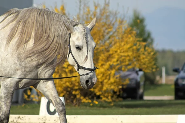 Retrato Cavalo Andaluz Cinza Uma Lunge — Fotografia de Stock