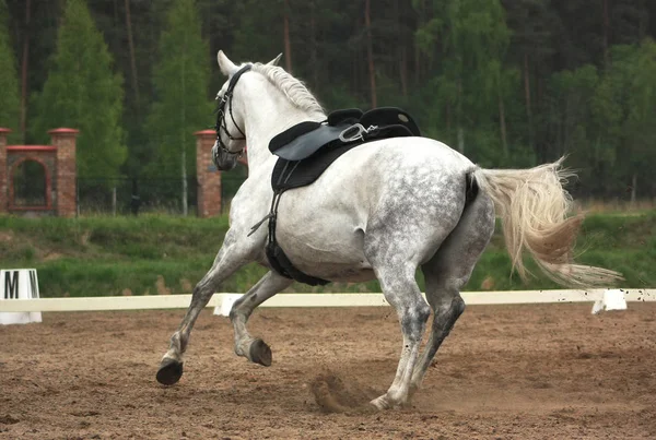 灰色のアナルシアの馬は自分自身でアリーナに乗るのをキャンター — ストック写真