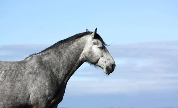 Πορτρέτο Του Γκρι Ανδαλουσιανού Αλόγου Κλειστά Μάτια Κατά Του Γαλάζιου — Φωτογραφία Αρχείου