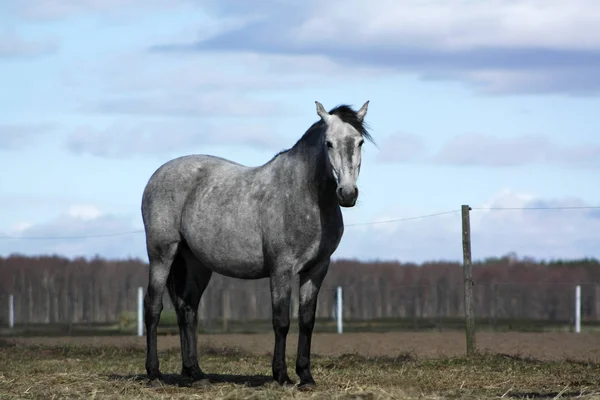 Grey Andalusian Horse Standing Pasture Spring — Stock Photo, Image