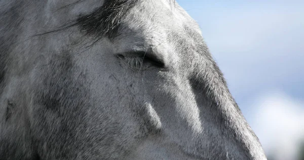 Koń Rasy Szarej Aluzyjskiej Zamknął Oko Portret Zwierzęcia Bliska — Zdjęcie stockowe