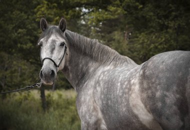 Portrait of a grey dappled spanish horse looking back in the green woods. View from behind. clipart