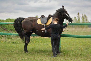 Training in hand a black draft horse. Woman works from the ground teaching piaffe. Funny horse lifts one hind leg. clipart