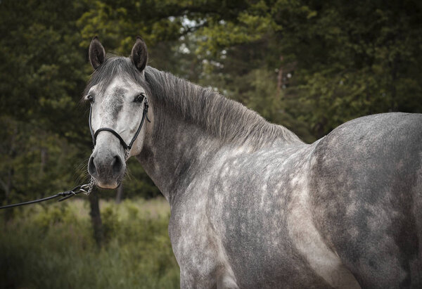 Portrait of a grey dappled spanish horse looking back in the green woods. View from behind.