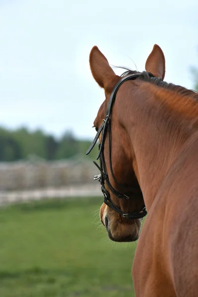 Cavalo Castanho Freio Olhando Para Distância Retrato Vista Por Trás — Fotografia de Stock