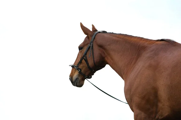 Portret Van Een Kastanjepaard Een Hoofdstel Tegen Een Natuurlijke Lichtgrijze — Stockfoto