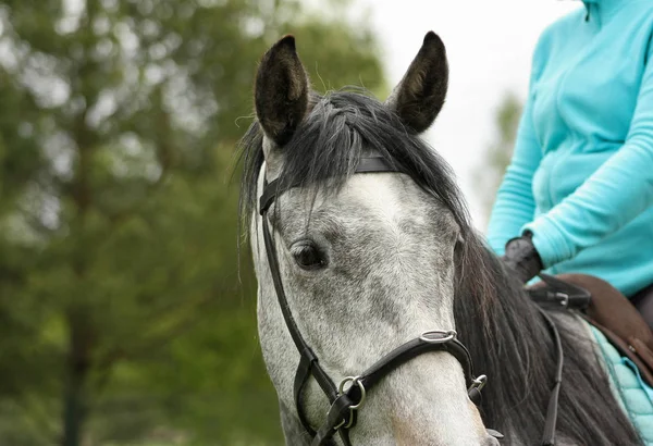 Bonito Cavalo Jovem Cinza Está Olhando Observando Detalhes Cavalo Cavaleiro — Fotografia de Stock