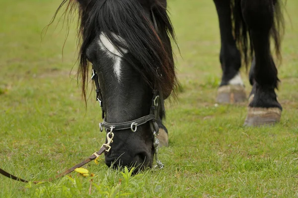 靠近一匹黑马 骑着缰绳 头颈上有刺和洞 — 图库照片