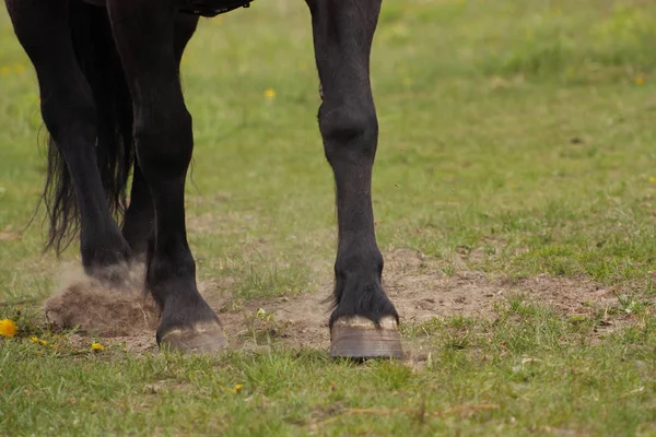 Close Pernas Cavalo Esboço Preto Caminhada Uma Grama Engradado Nuvens — Fotografia de Stock