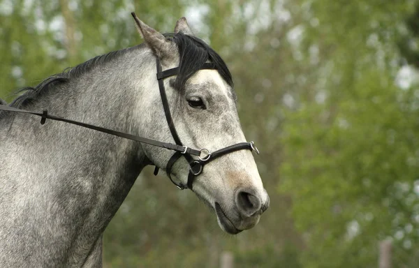Wściekły Siwy Koń Jaskiniową Uzdę Portret Zbliżenie — Zdjęcie stockowe