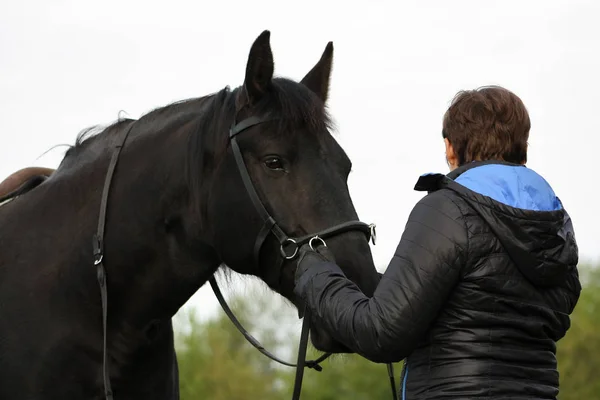 Comunicação Entre Cavalo Preto Uma Mulher Trabalhando Mãos Treinando Curativo — Fotografia de Stock