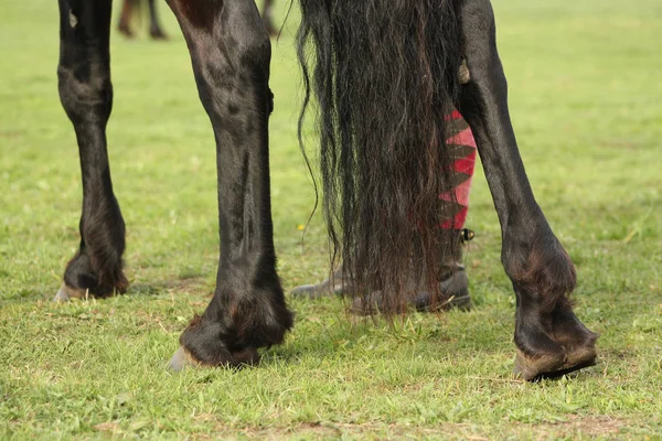 Black and heavy horse\'s legs on a green grass with rider standing besind. Details of a body.