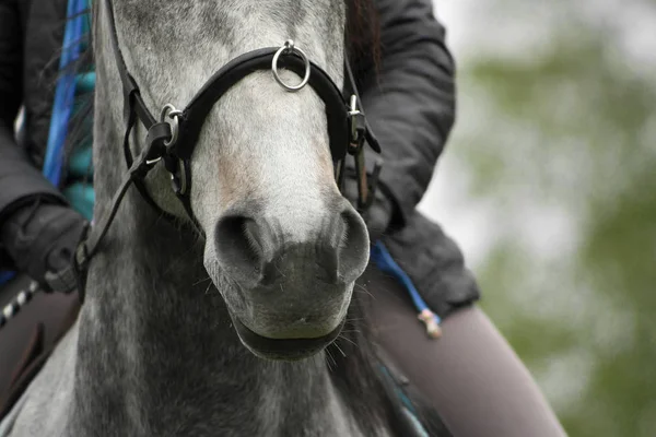 Detalhes Corpo Equipamento Cavalo Cavalo Cinzento Com Cavaleiro Cavessão Freio — Fotografia de Stock
