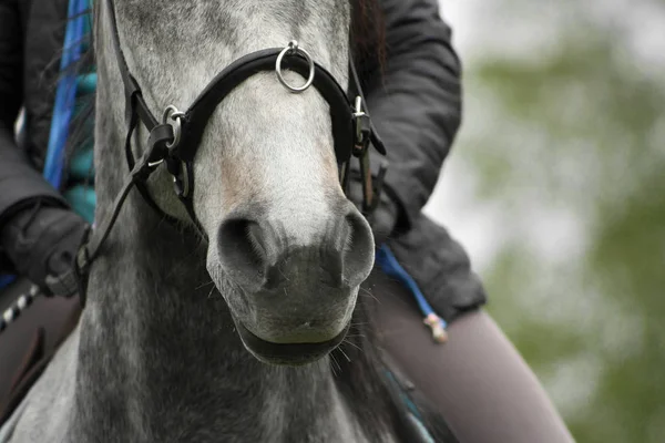 Detalles Del Cuerpo Del Caballo Equipo Caballo Gris Con Jinete — Foto de Stock