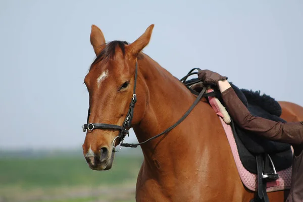 Holdig Een Kastanje Paard Door Regeert Buiten Portret — Stockfoto