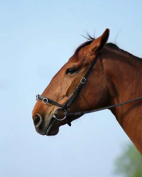 Angry Chestnut Mare Bridle Portrait — Stock Photo, Image