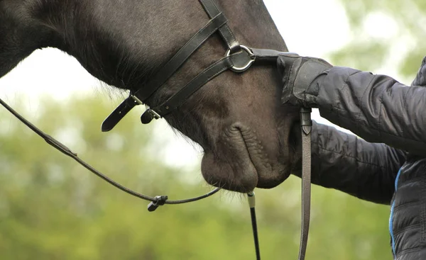 Apprendre Jeune Cheval Noir Plier Gros Plan Une Tête Des — Photo