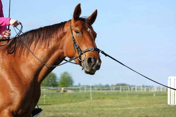 Divertente Cavallo Castagno Carino Con Cavaliere Guardando Una Fotocamera Ritratto — Foto Stock