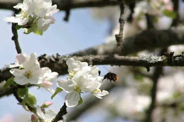 Hummeln Bestäuben Apfelbaum Und Fliegen Frühling Zur Blüte — Stockfoto