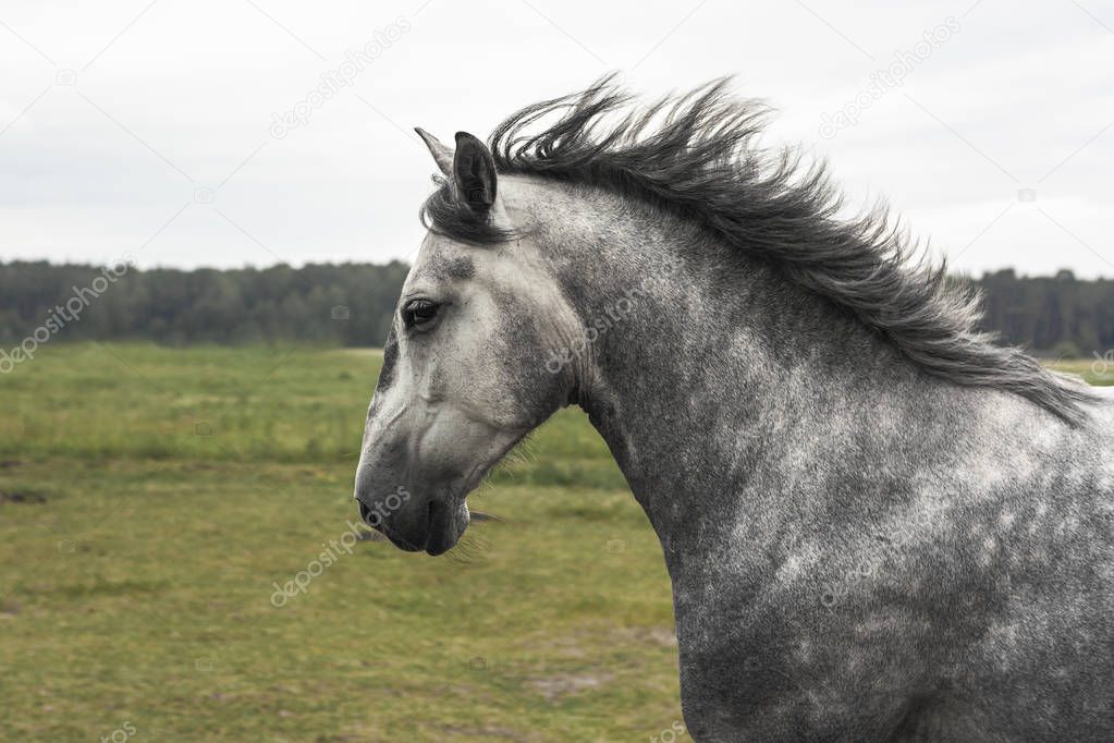 Young and free grey dappled spanish horse running free in the pasture. Portrait, close up, in motion.