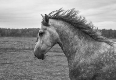 Strong andalusian horse running in the field. Portrait, close up, black and white. clipart