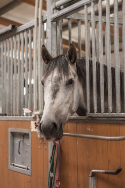 Ahırda duran gri Endülüs atı. Hayvan portresi. 