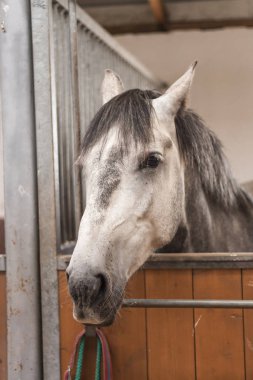 Ahırda duran gri Endülüs atı. Hayvan portresi. 