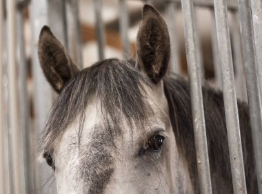 Ahırda duran gri Endülüs atı. Hayvan portresi. Gözlerinizi kapatın, önden bakın..