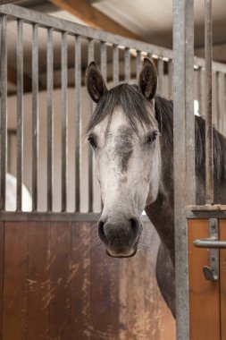 Ahırda duran gri Endülüs atı. Hayvan portresi. 