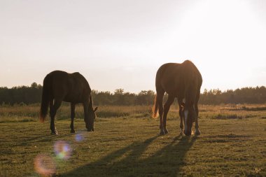Yazın gün batımında çayırda otlayan iki at. Parıltılı doğal siluetler..